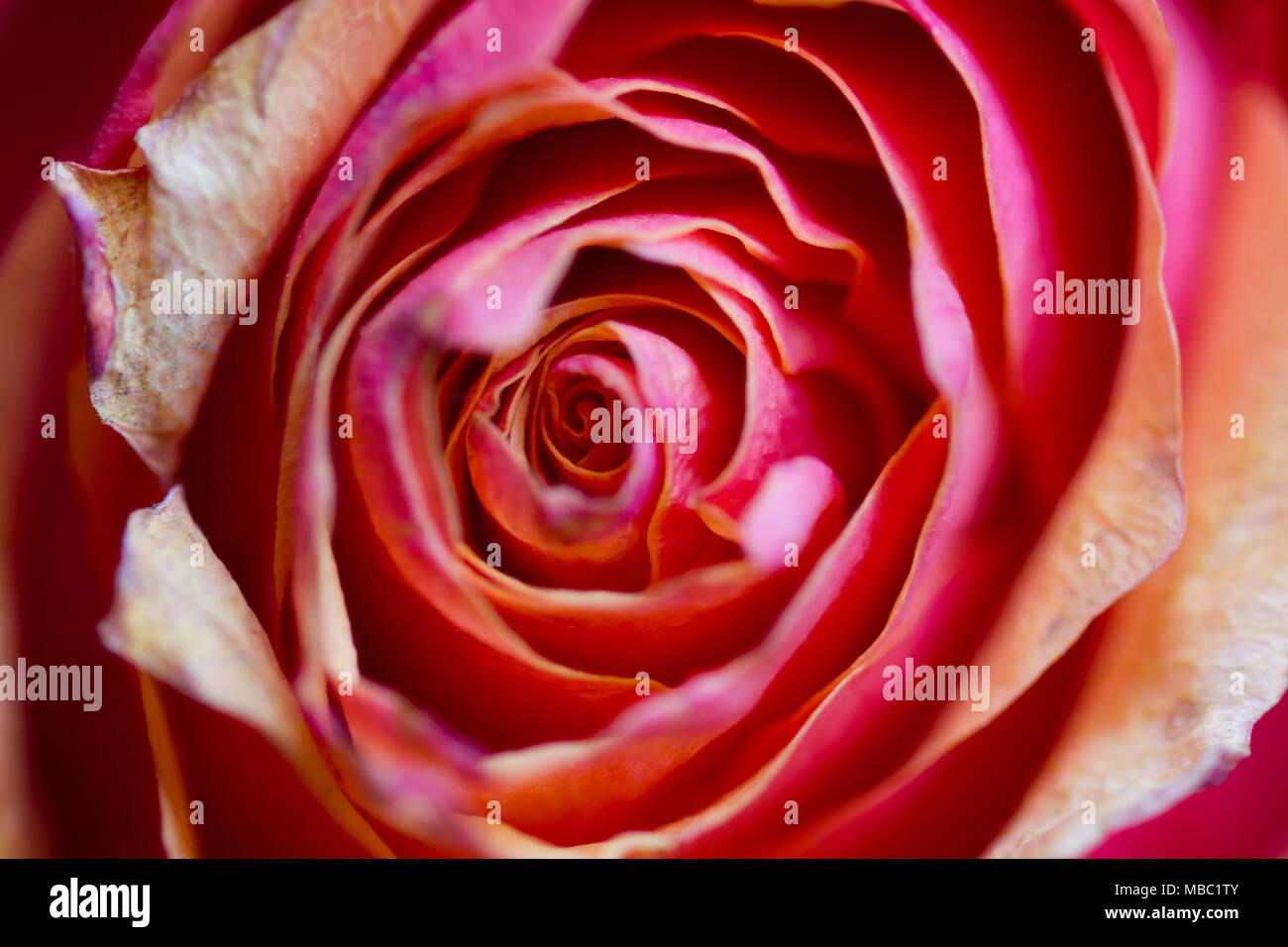 Pink rose photography hi-res stock photography and images - Alamy