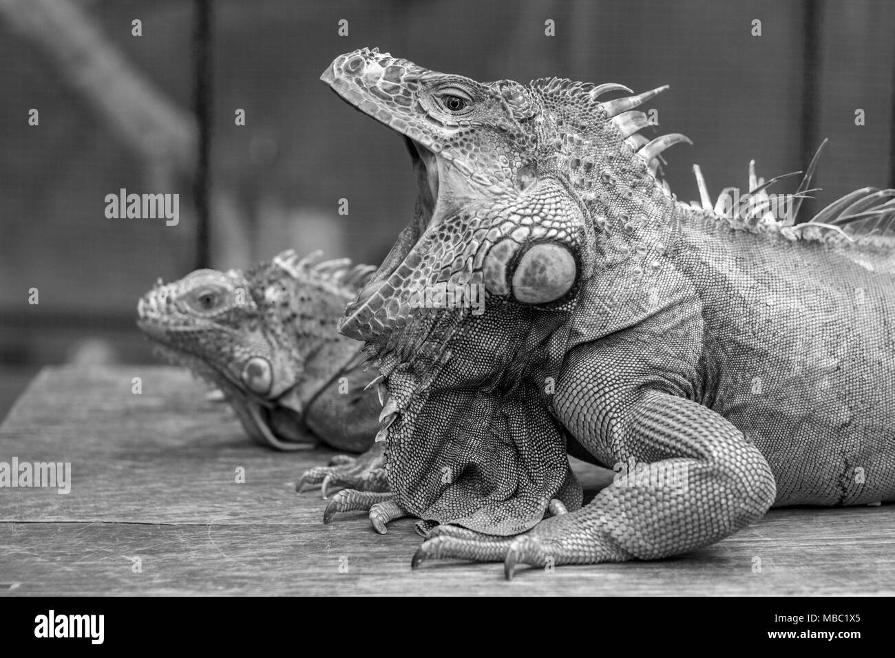 Yawning Iguana picture in black and white Stock Photo