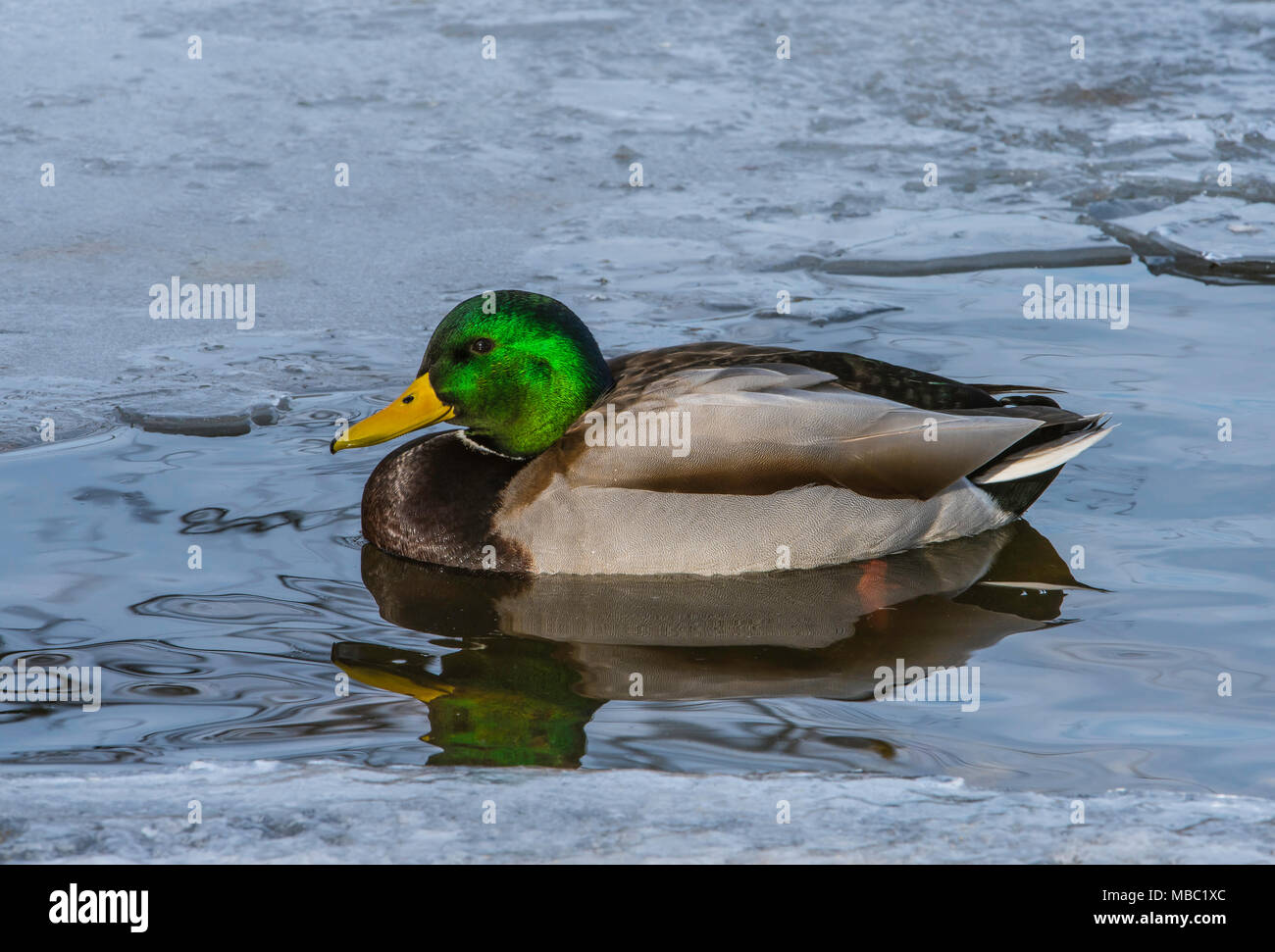 Mallard Duck (Anas platyrhynchos), Winter, E USA, by Bruce Montagne/Dembinsky Photo Assoc Stock Photo