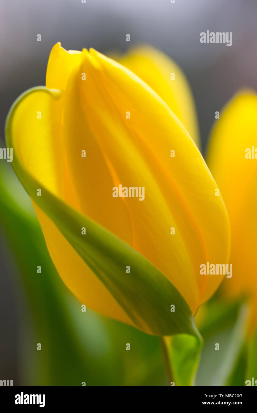 a beautiful close-up picture of a tulip Stock Photo - Alamy
