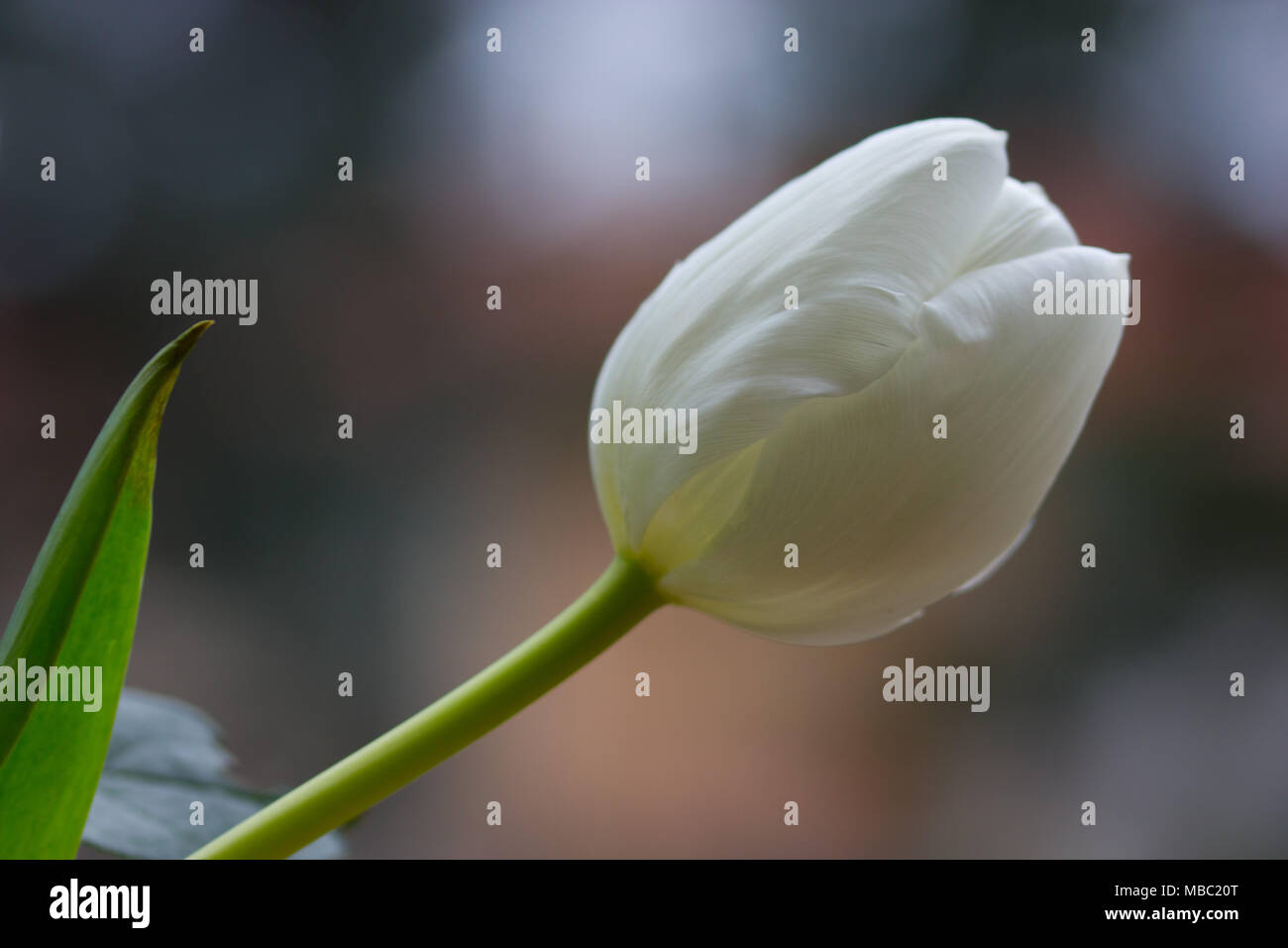 a beautiful close-up picture of a tulip Stock Photo - Alamy