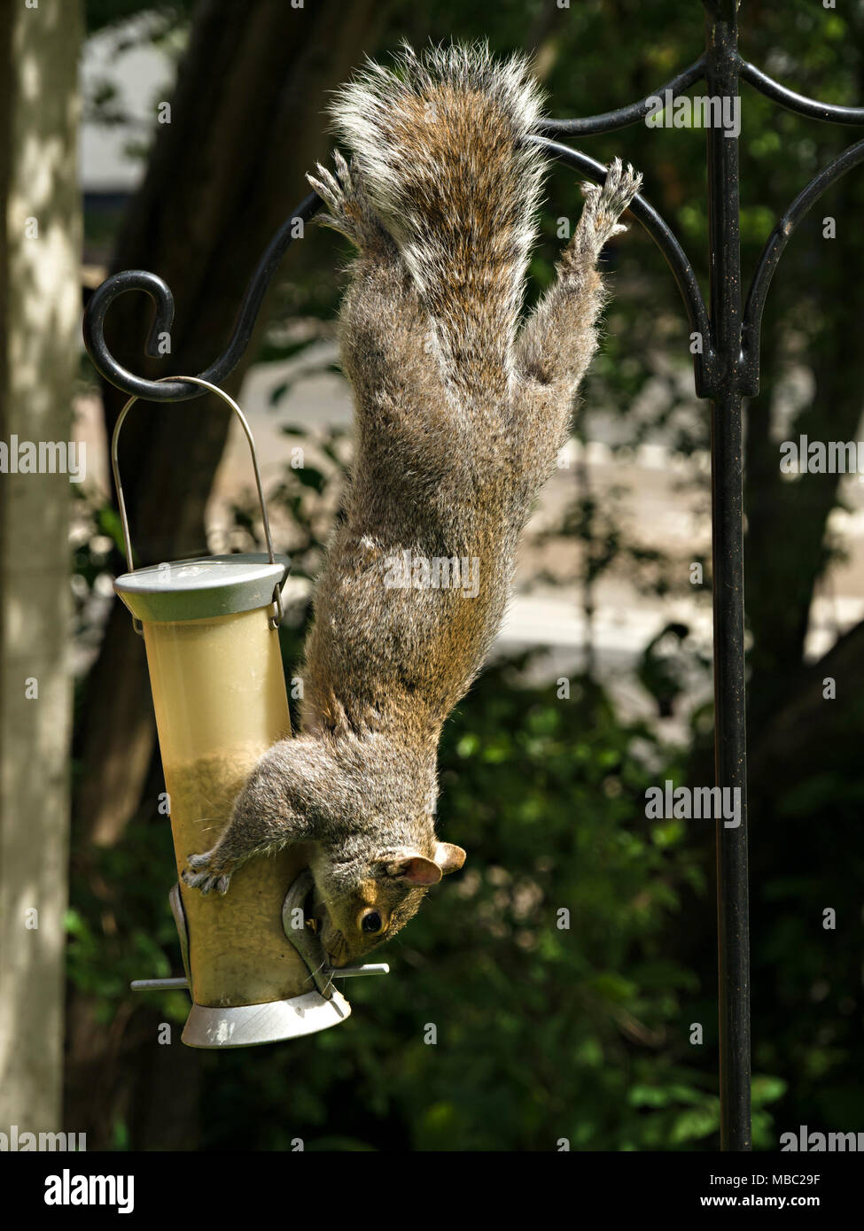 Agile, acrobatic Grey Squirrel (Sciurus carolinensis) hanging upside down stealing food from garden bird seed feeder, England, UK Stock Photo