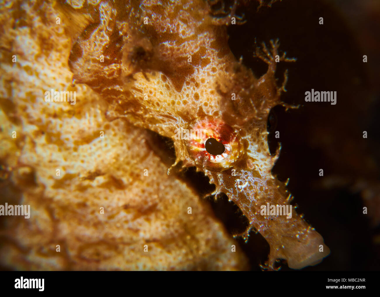 Short-snouted seahorse (Hippocampus hippocampus) up close portrait in Mar de las Calmas Marine Reserve (El Hierro, Canary Islands, Spain) Stock Photo