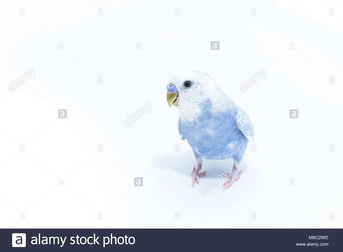 How many days a wavy parrot should hatcher eggs How many days a wavy parrot should hatcher eggs