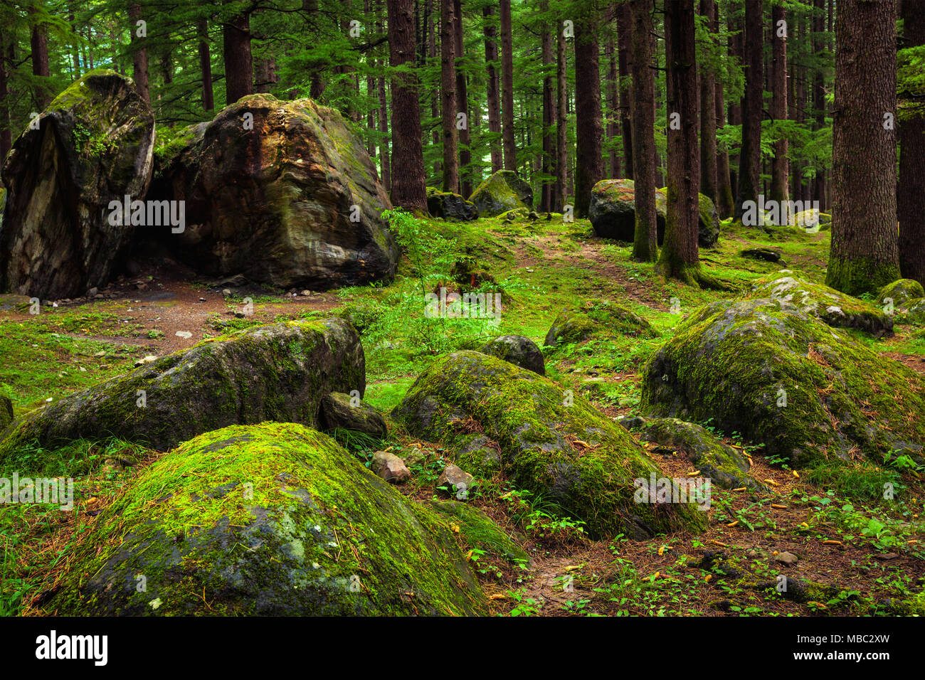 Pine forest with rocks and green moss Stock Photo