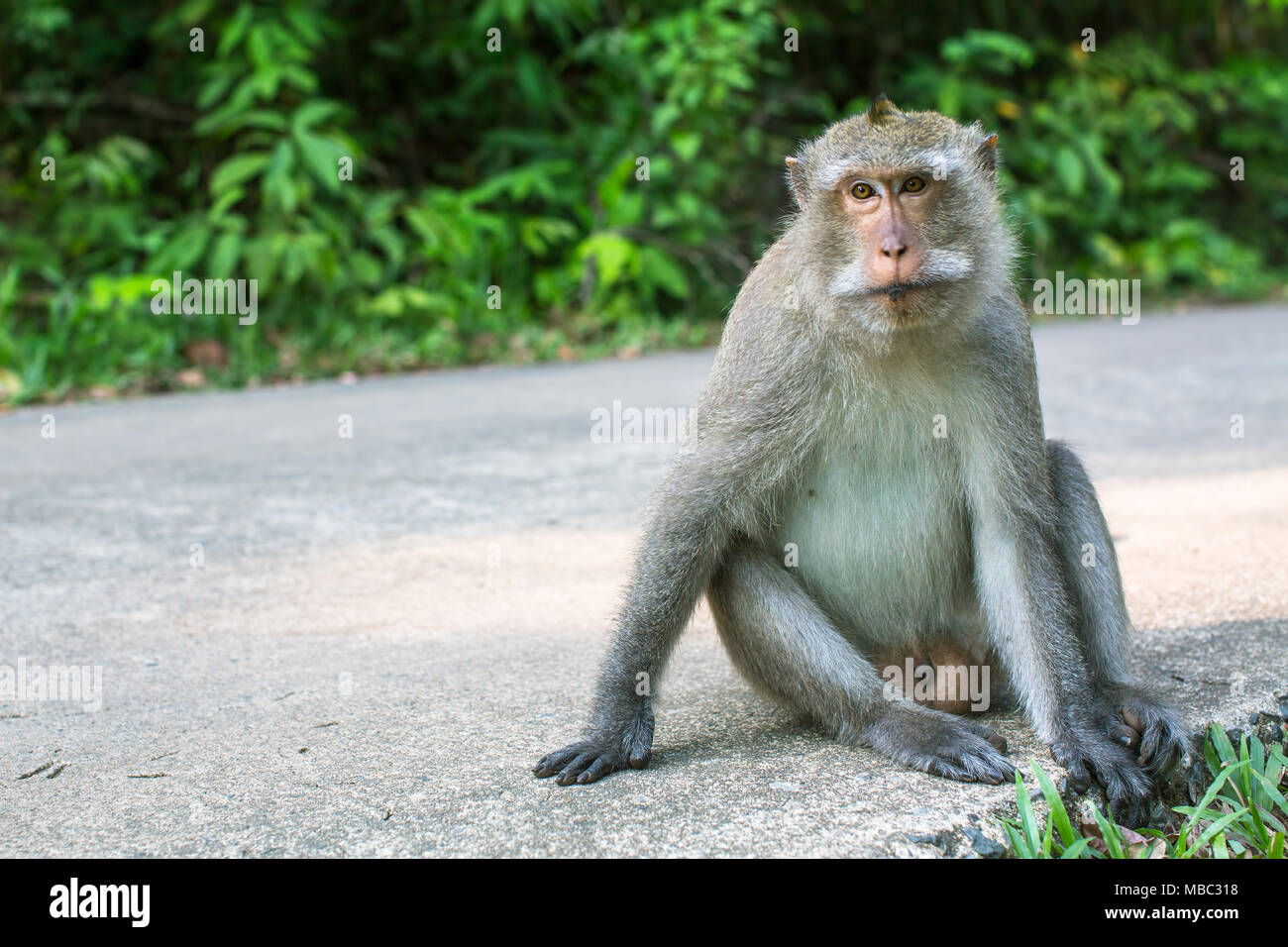 Monkey sitting on a road. Koh Chang island, Thailand Stock Photo - Alamy Monkey sitting on a road. Koh Chang island, Thailand Stock Photo - Alamy