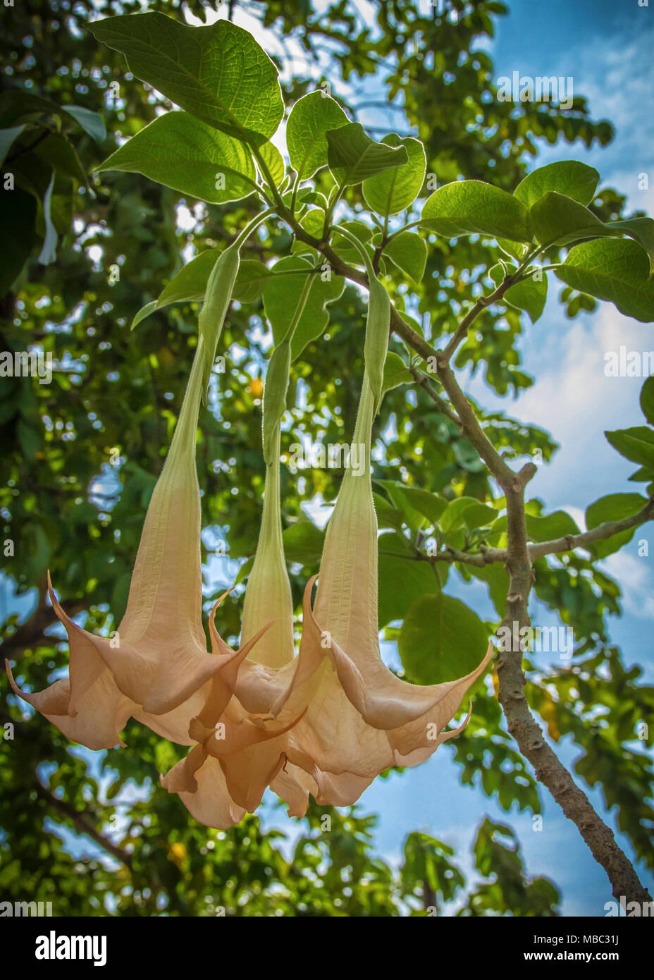 Hanging yellow flowers in tree hi-res stock photography and images - Alamy