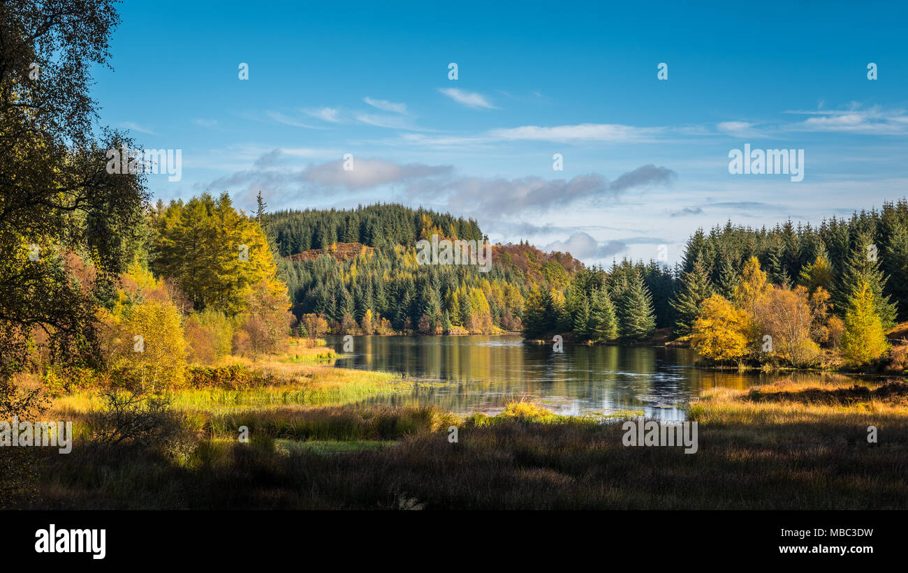 Autumn or Fall in the Queen Elizabeth Forest in the Trossachs National Park,  near Aberfoyle in the Scottish Highlands Stock Photo