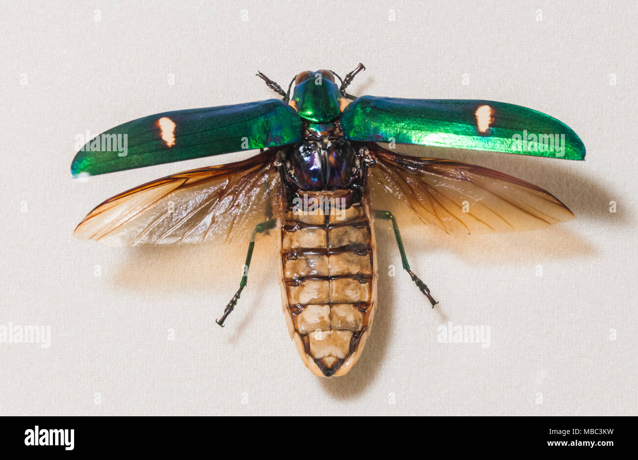 Flying insect Stock Photo