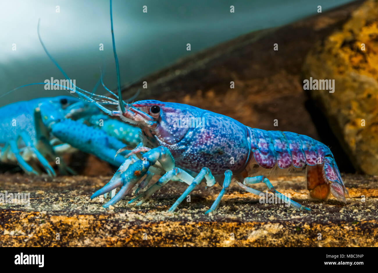 Rare Blue Crawfish Stock Photo