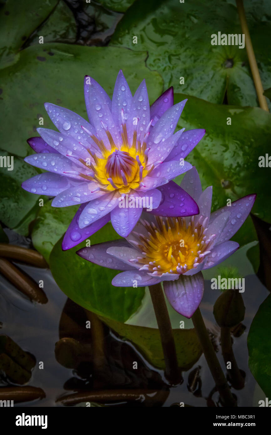 Beautiful Water lily closeup picture was taken after the rain stopped Stock Photo