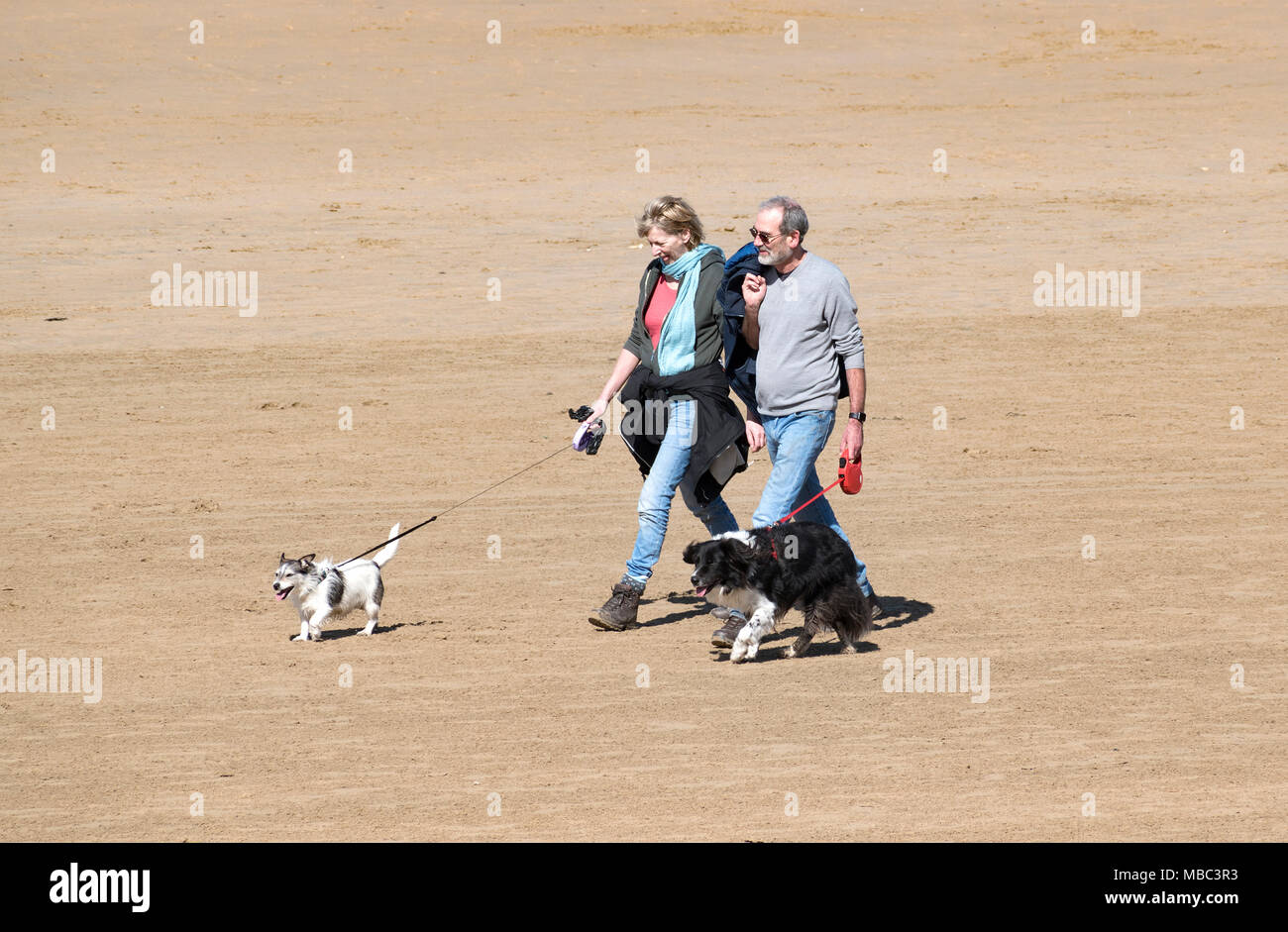 couple walking dogs on a sandy beach in cornwall, england, britain, uk. Stock Photo