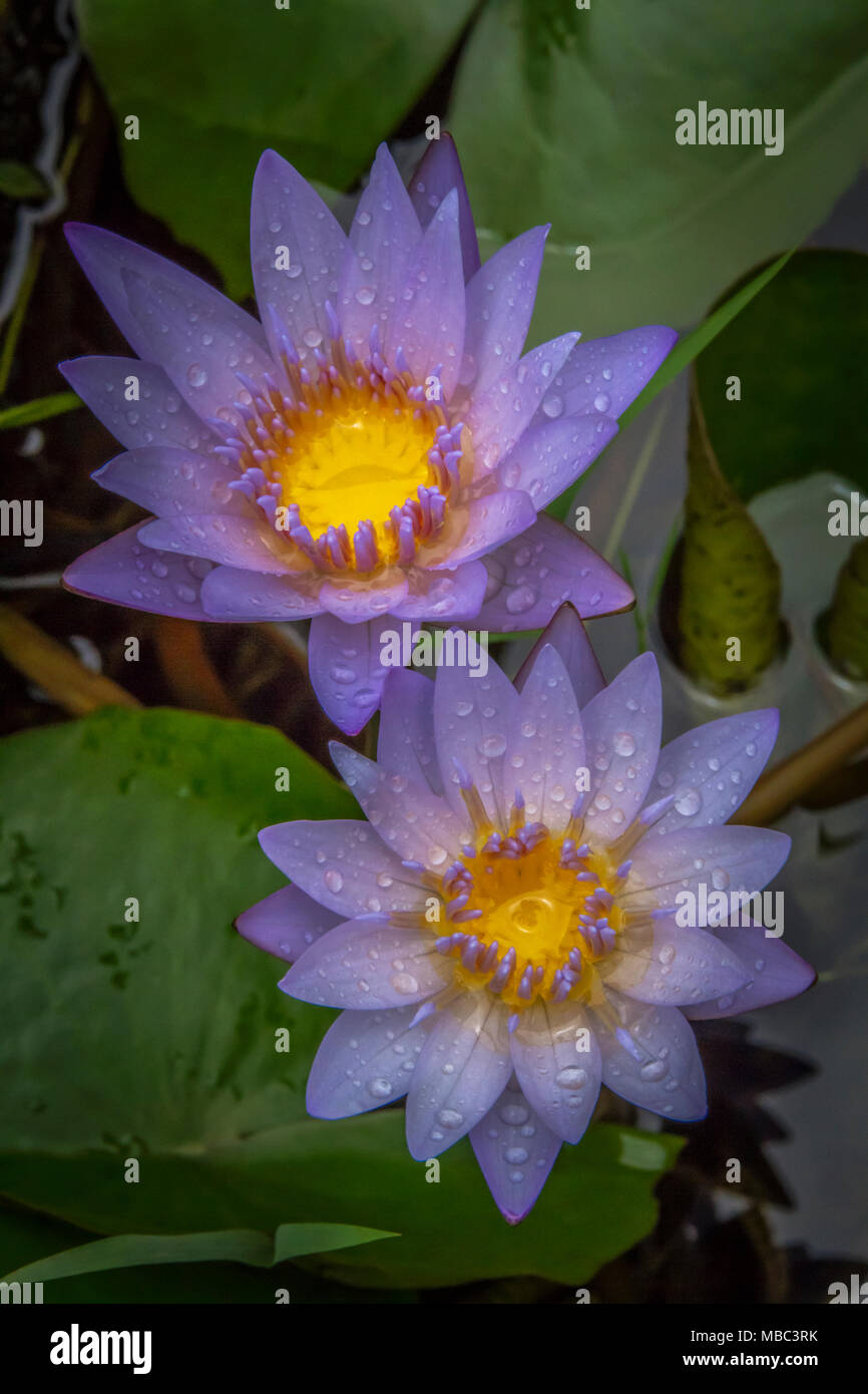 Beautiful Water lily closeup picture was taken after the rain stopped Stock Photo