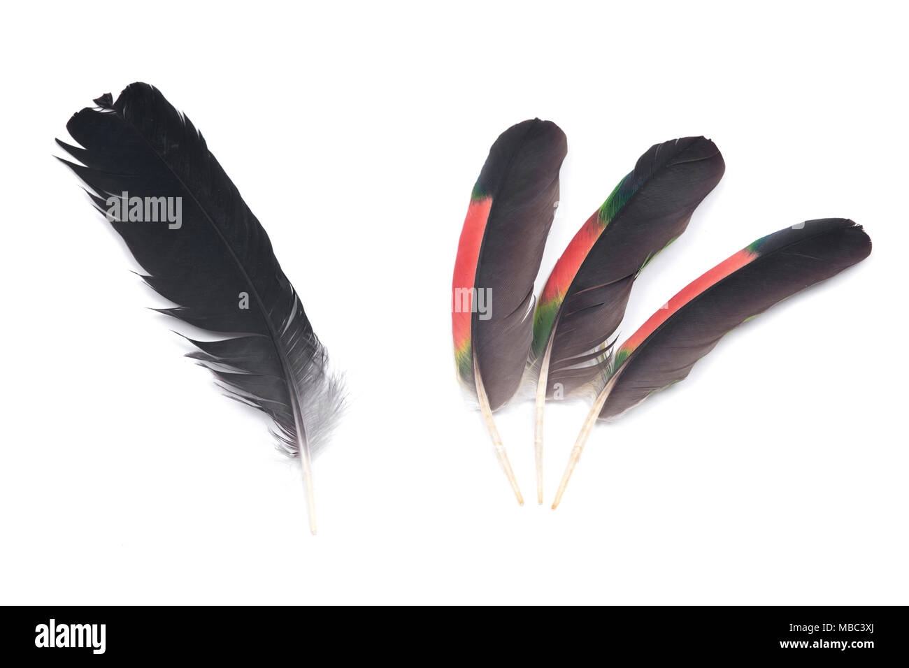 Black raven feather and colorful parrot feathers isolated on white ...