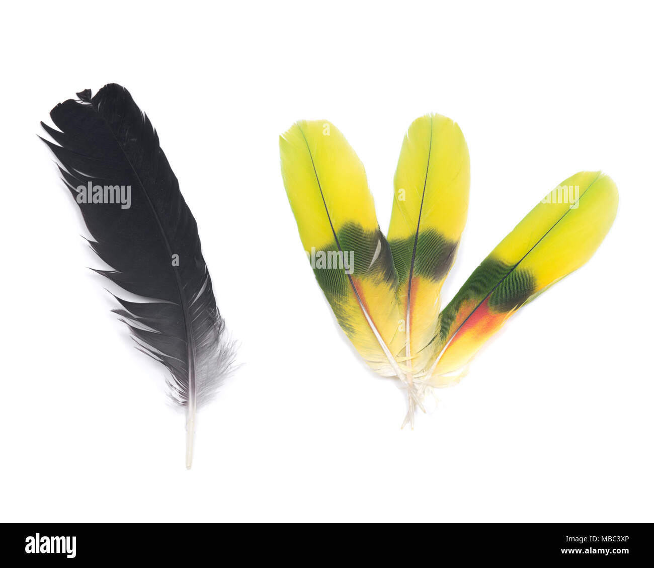Black raven feather and colorful parrot feathers isolated on white ...