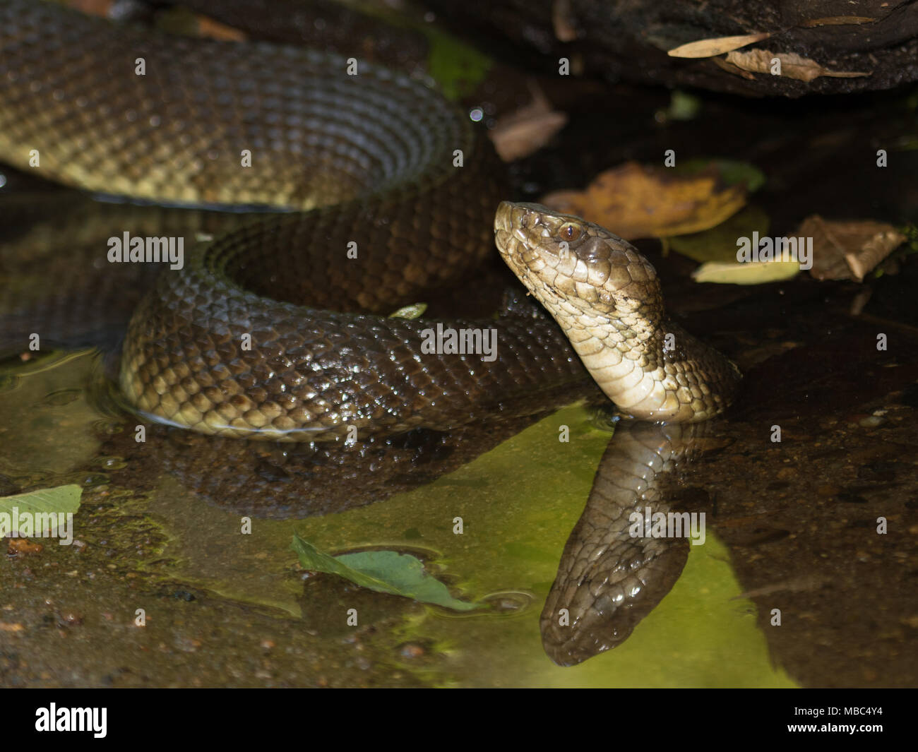 An eastern cottonmouth adult with reflection. Stock Photo
