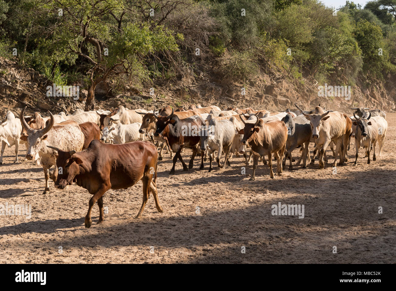 Cattle herd of the Hamer runs in dry river, near Turmi, Southern Nations Nationalities and Peoples' Region, Ethiopia Stock Photo