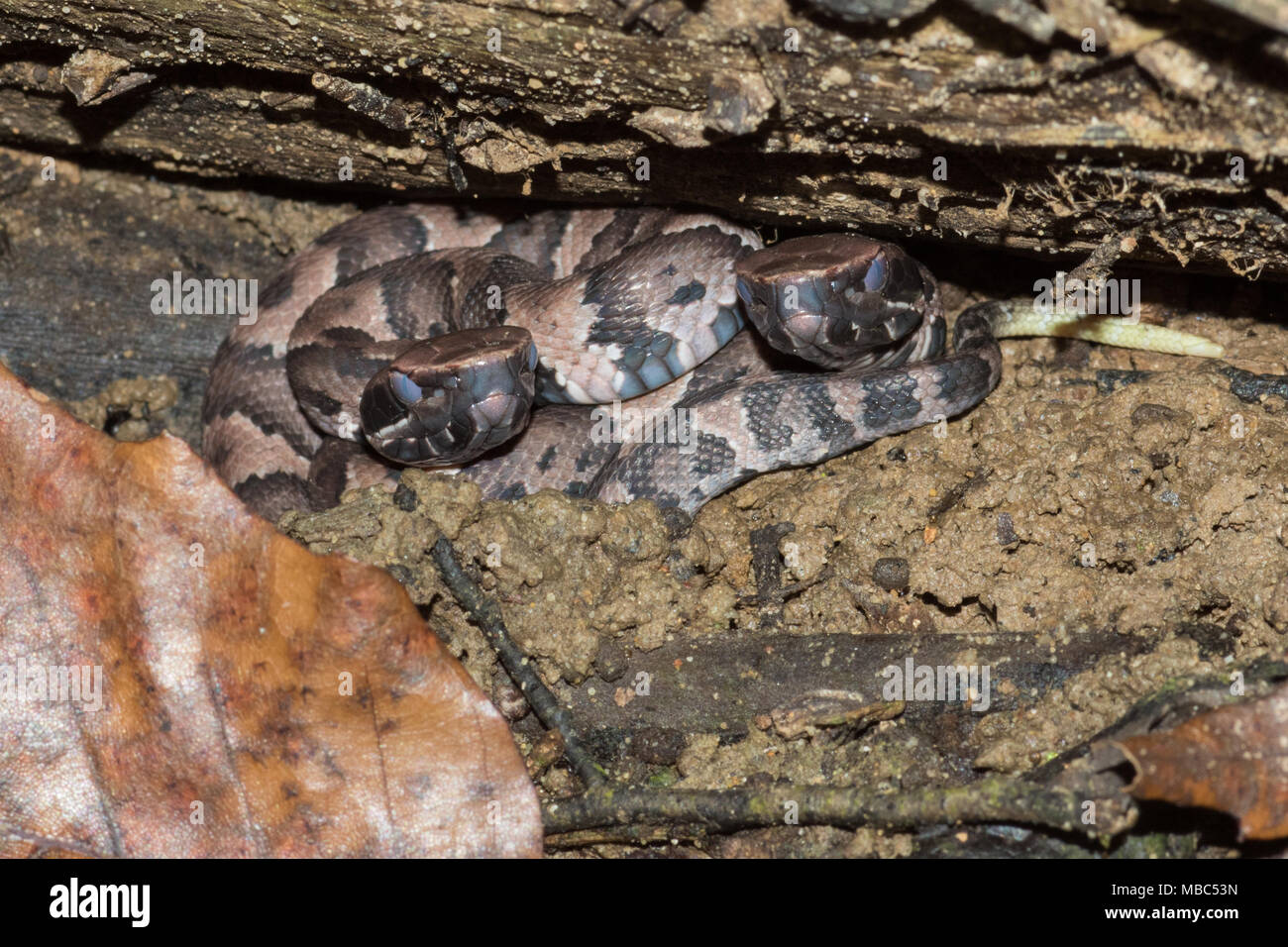 Newly hatched cottonmouths nearing their first molt. Stock Photo