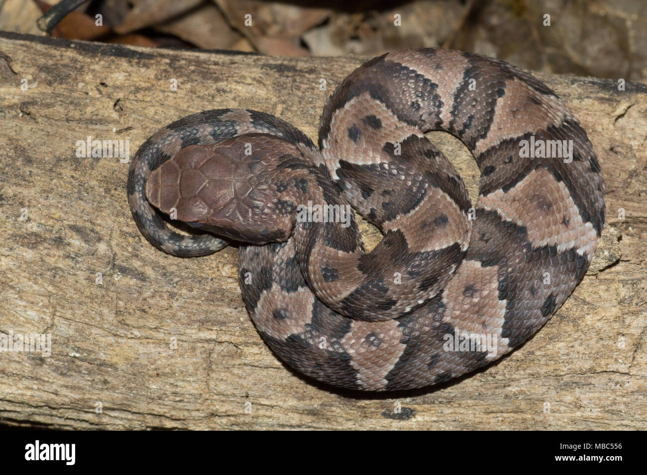 Newly hatched cottonmouth basking on a rotten log. Stock Photo