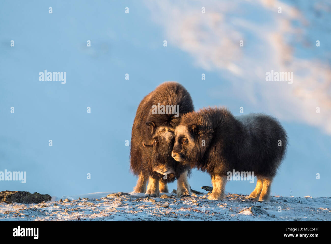 Musk oxes (Ovibos moschatus), mother and young animal in winter in the tundra, Dovrefjell-Sunndalsfjella National Park, Norway Stock Photo