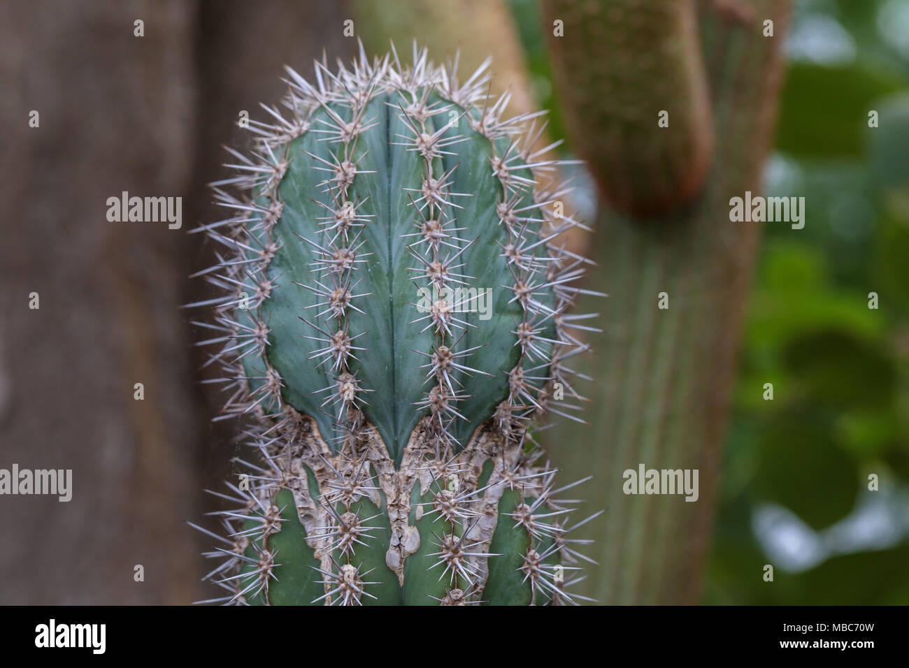 Images of Barrel Cactus indigenous in North American Deserts. Commonly found in Mohave, Sonora and Chihuahua deserts. Stock Photo