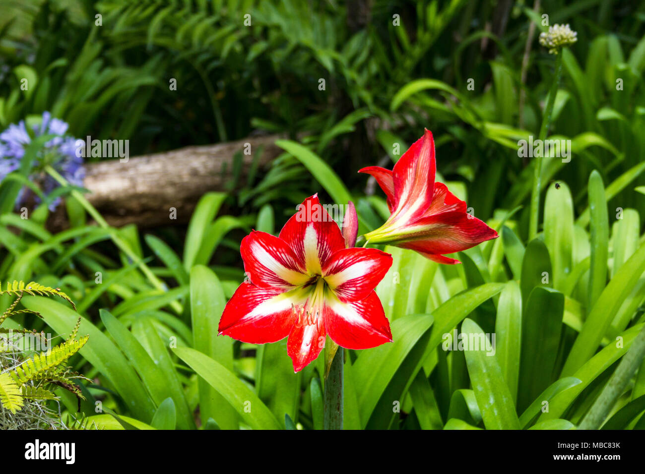 Colourful red and white double bloomed amaryllis in Mi Jardin es su Jardin ornamental garden in Boquete, Panama Stock Photo