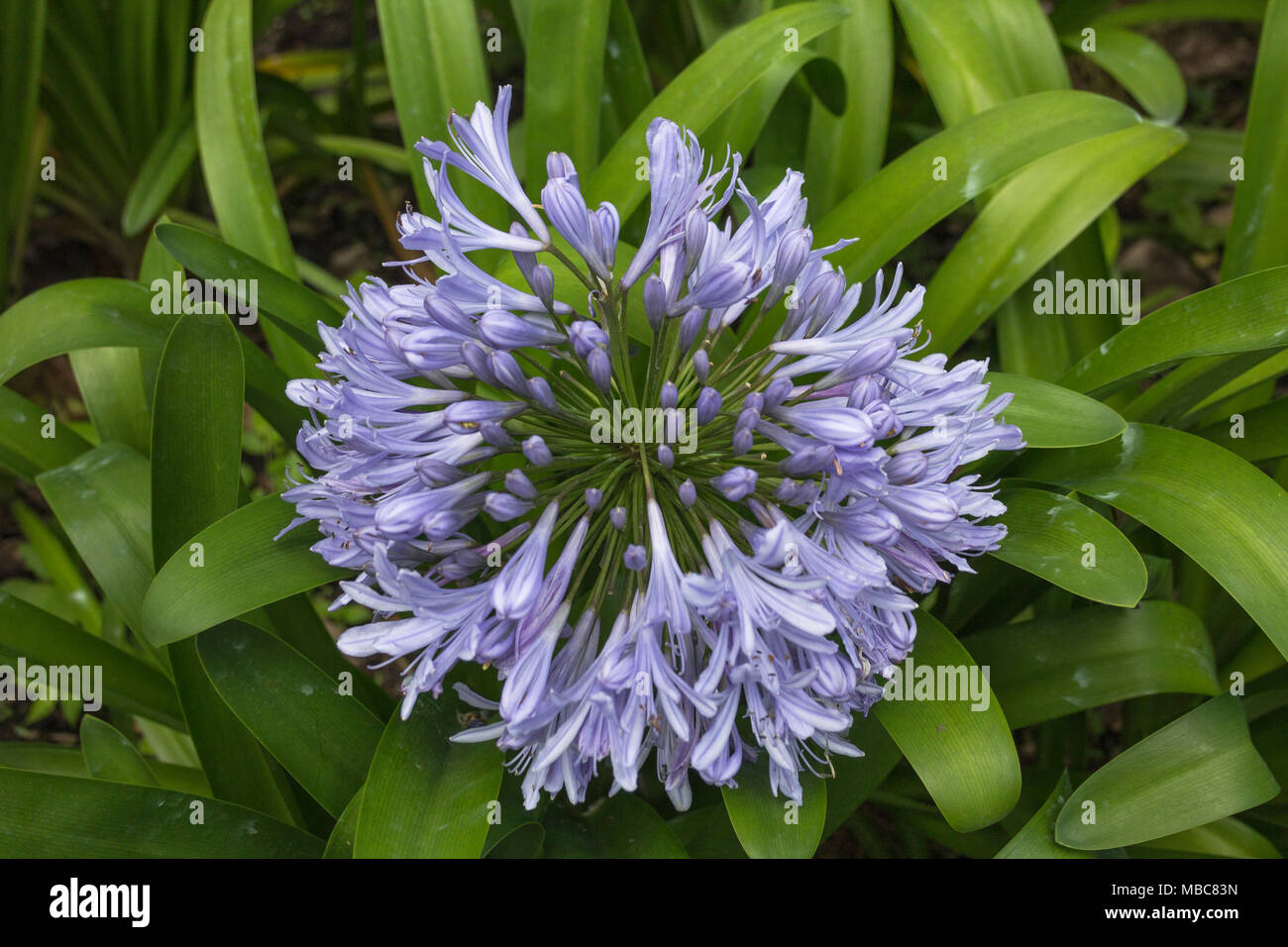 Colourful African Blue Lily - Agapanthus umbellatus - in Mi Jardin es su Jardin ornamental garden in Boquete, Panama Stock Photo