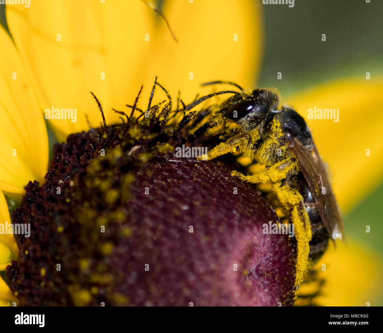 American honey bee hi-res stock photography and images - Alamy
