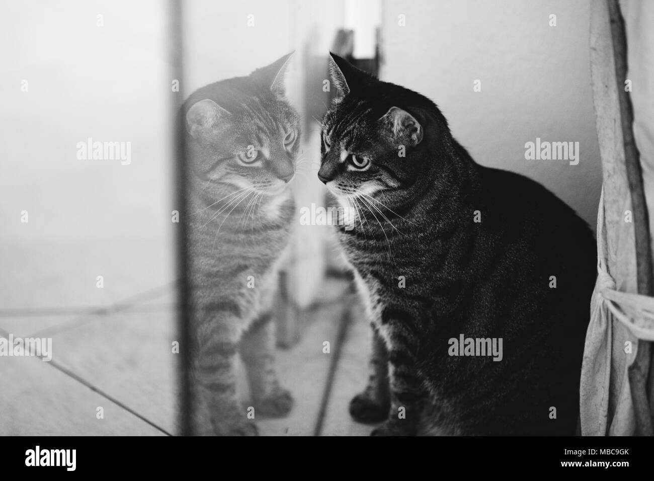 White cat window Black and White Stock Photos & Images - Alamy