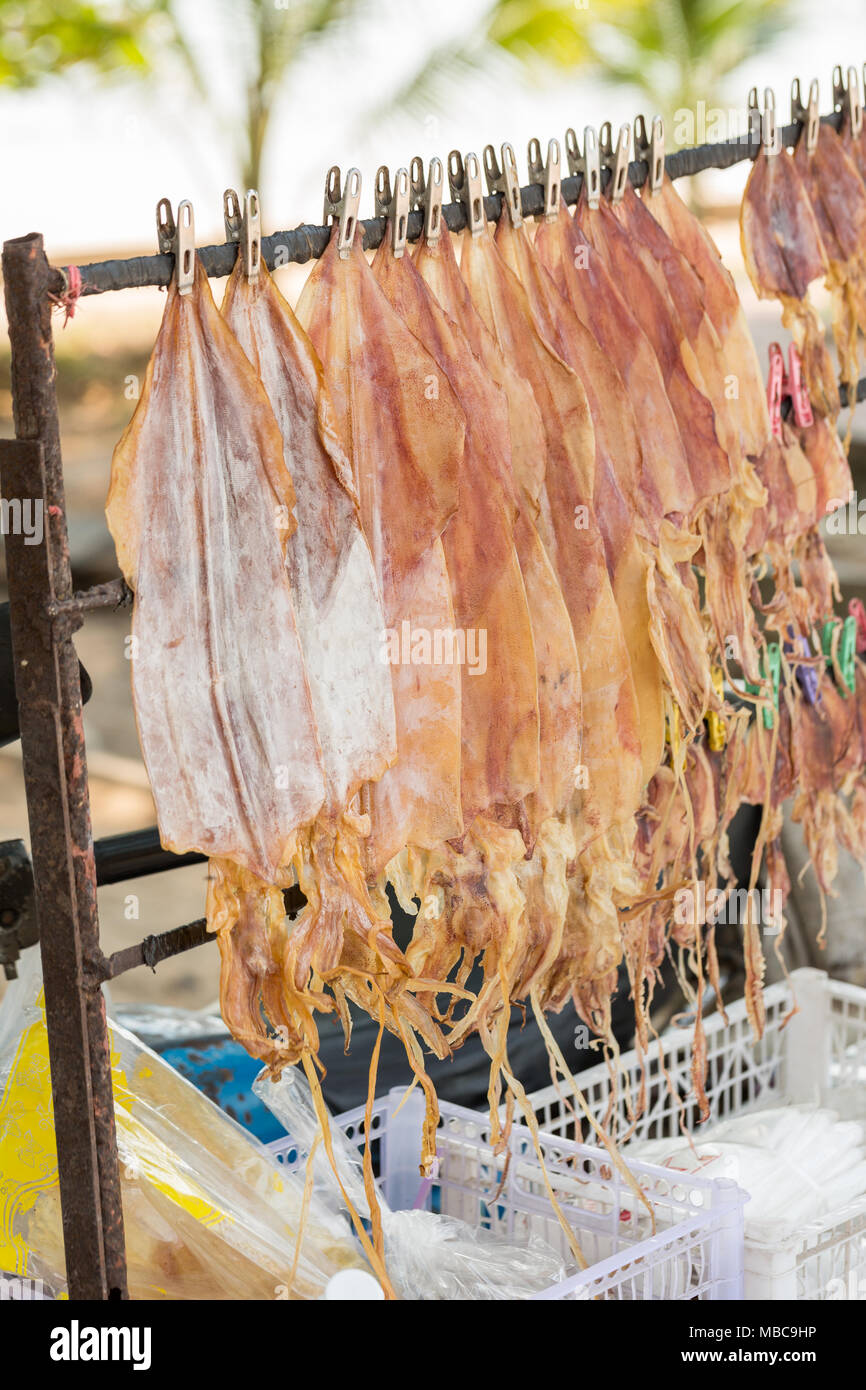 Dried squid, traditional squids drying under the sun in a idyllic