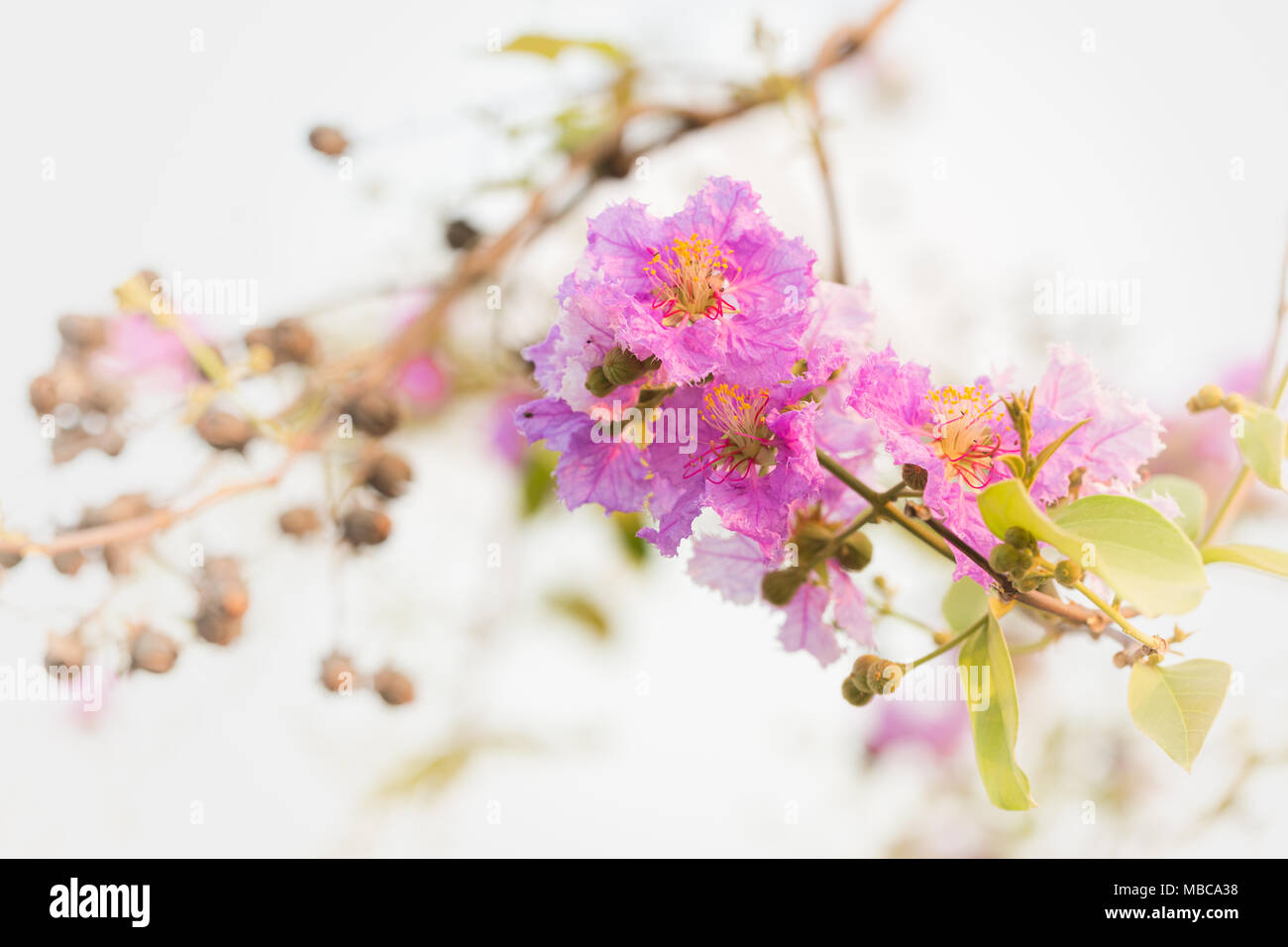 Lagerstroemia macrocarpa Wall Flower,Lythraceae,Queen's flower. Stock Photo
