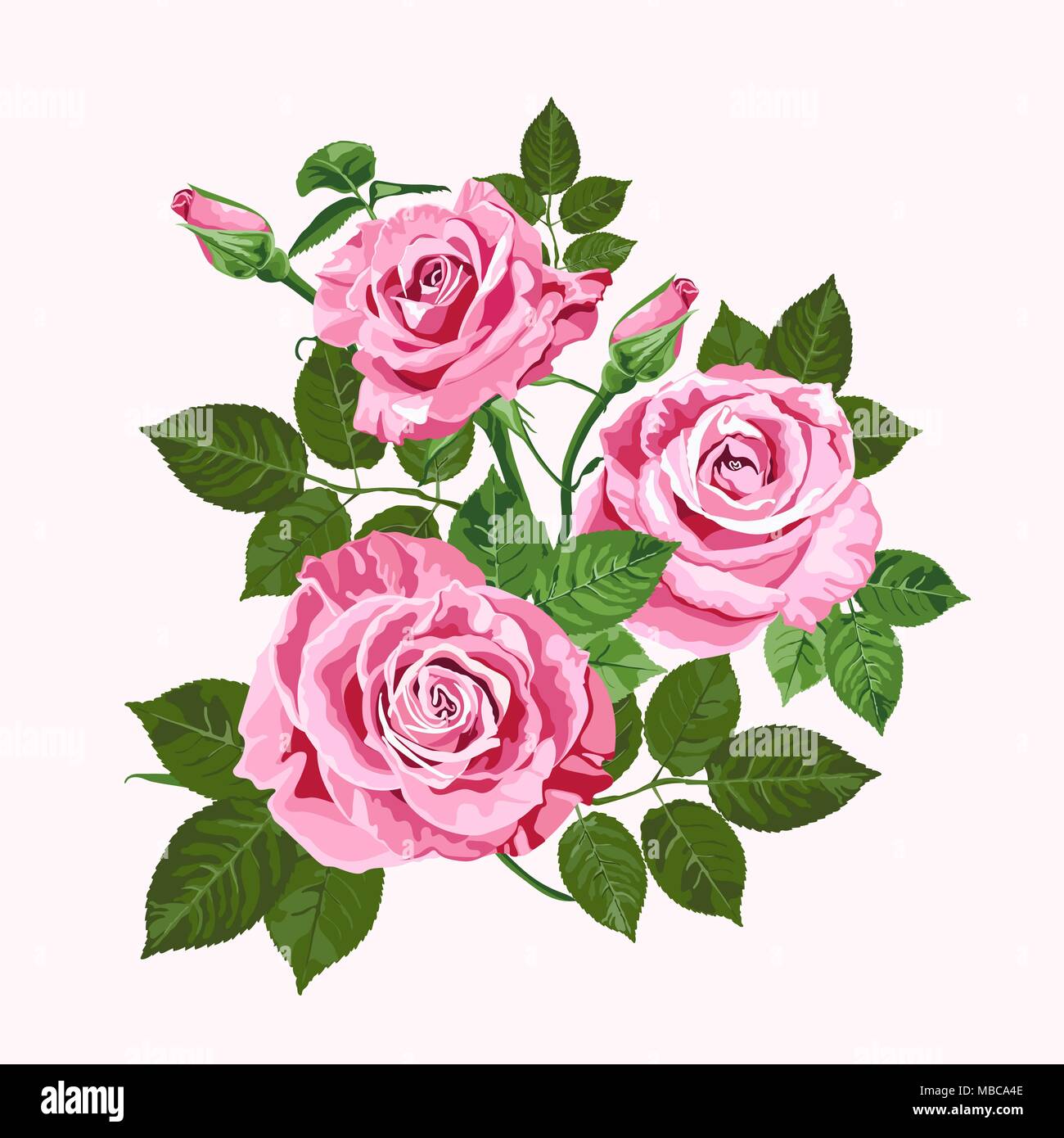 Pink vector roses bouquet isolated on the white background for floral decoration Stock Vector