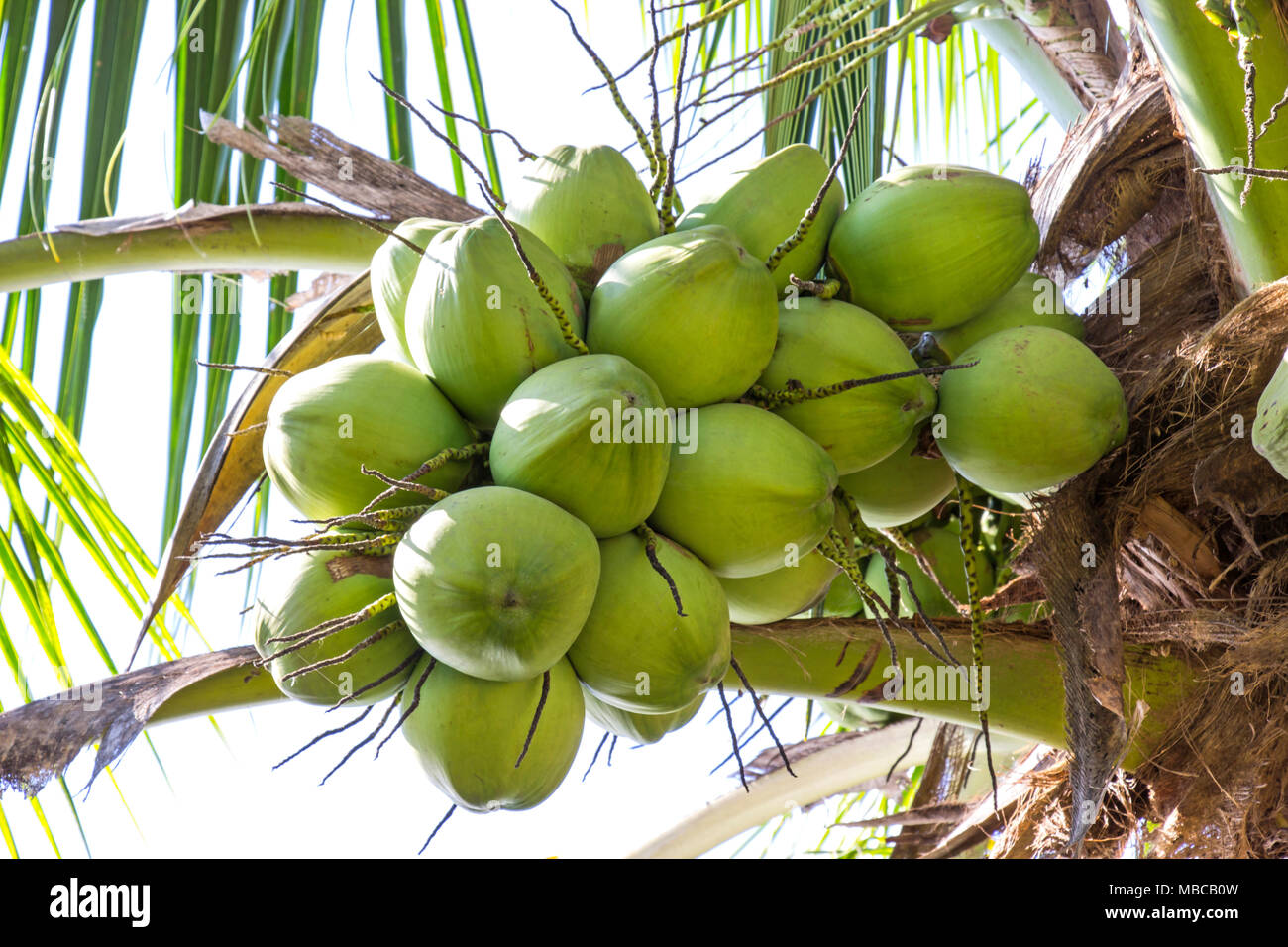 Green coconut fresh on the tree in my garden Stock Photo - Alamy