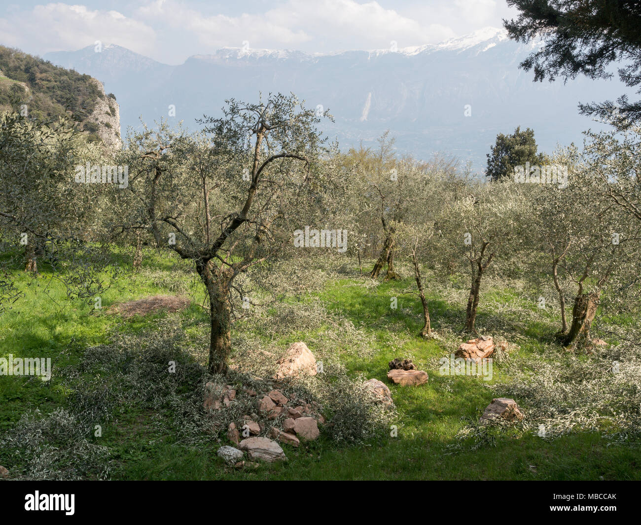 Garda lake olive tree hi-res stock photography and images - Page 2 - Alamy