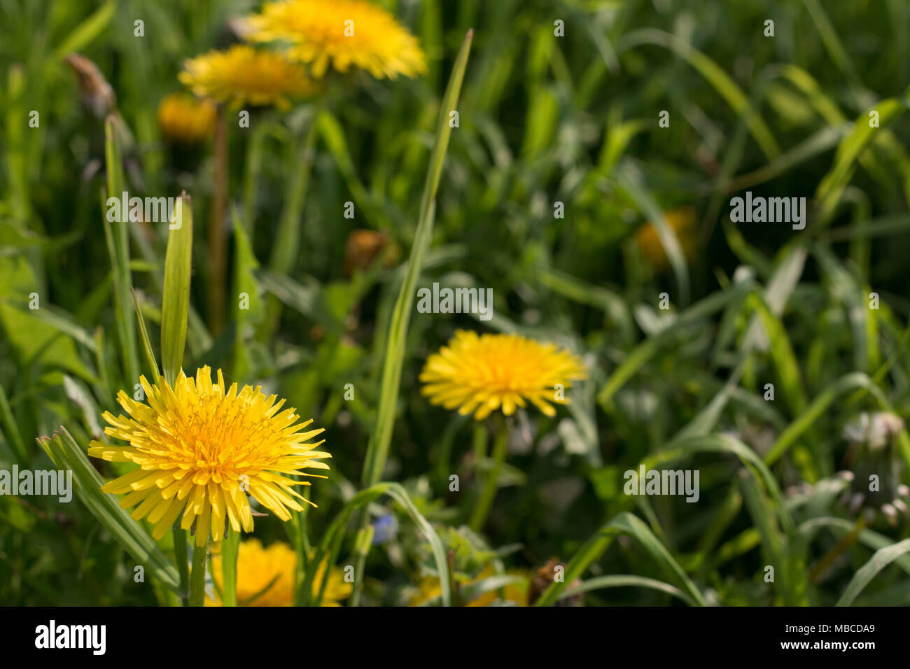 Dandelions, typical yellow flowers that bloom in spring. Close up of a