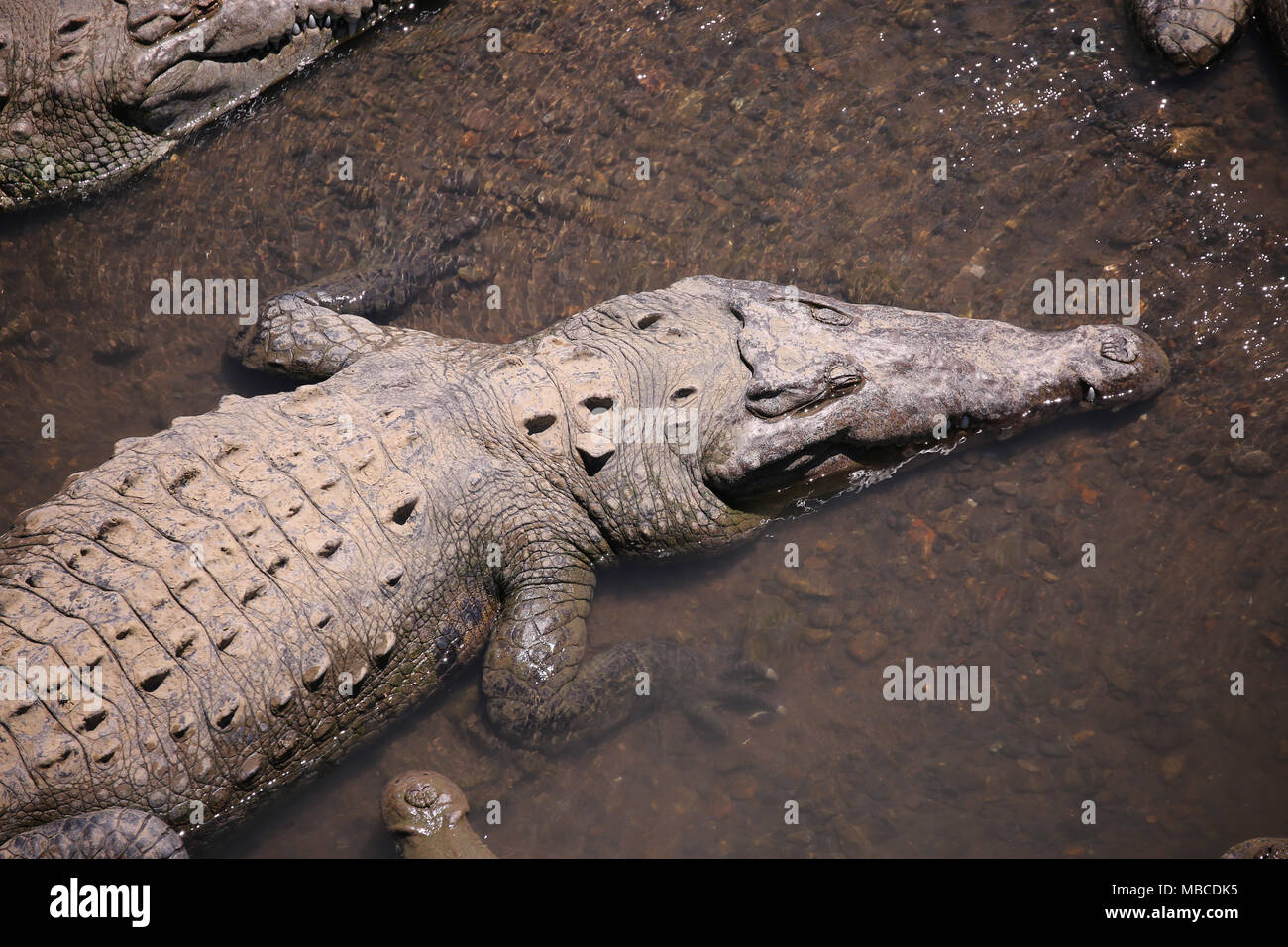 Deinosuchus prehistoric crocodilian, illustration - Stock Image - C049/0078  - Science Photo Library