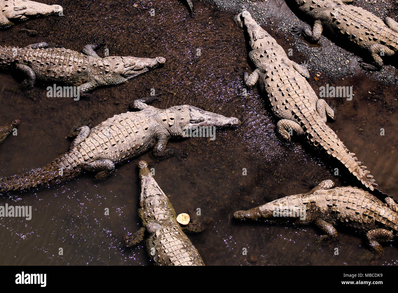 Deinosuchus prehistoric crocodilian, illustration - Stock Image - C049/0078  - Science Photo Library