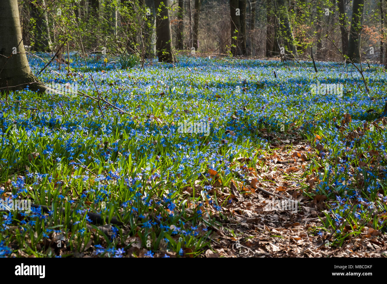 Blue flowers of the Scilla Squill blooming.  Bright spring flower of Scilla Bifolia in forest Stock Photo