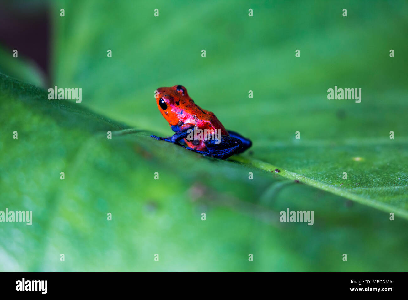 blue jeans dart frog on green leaf Stock Photo Alamy
