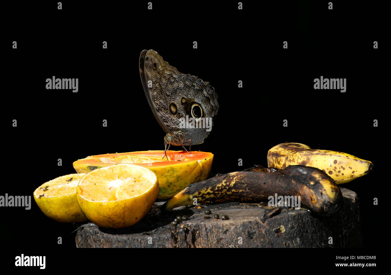 butterfly feeding on fruit Stock Photo Alamy