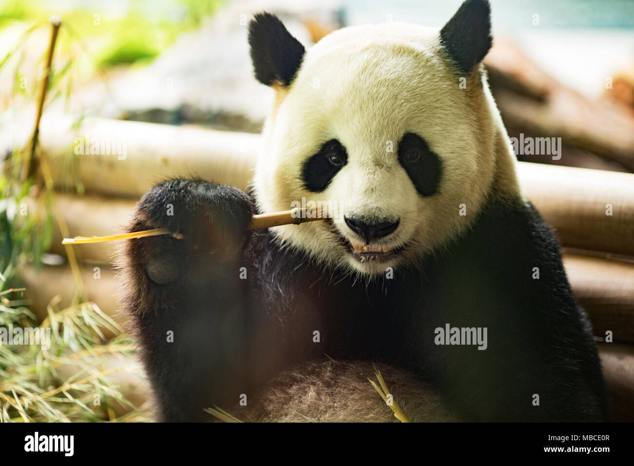 A giant panda (Ailuropoda melanoleuca) chews on a bamboo (Bambusoideae) stalk. Stock Photo