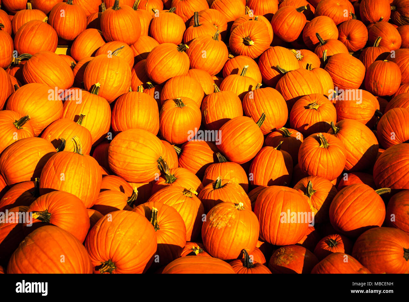 huge pile of pumpkins for Halloween or Fall decoration Stock Photo