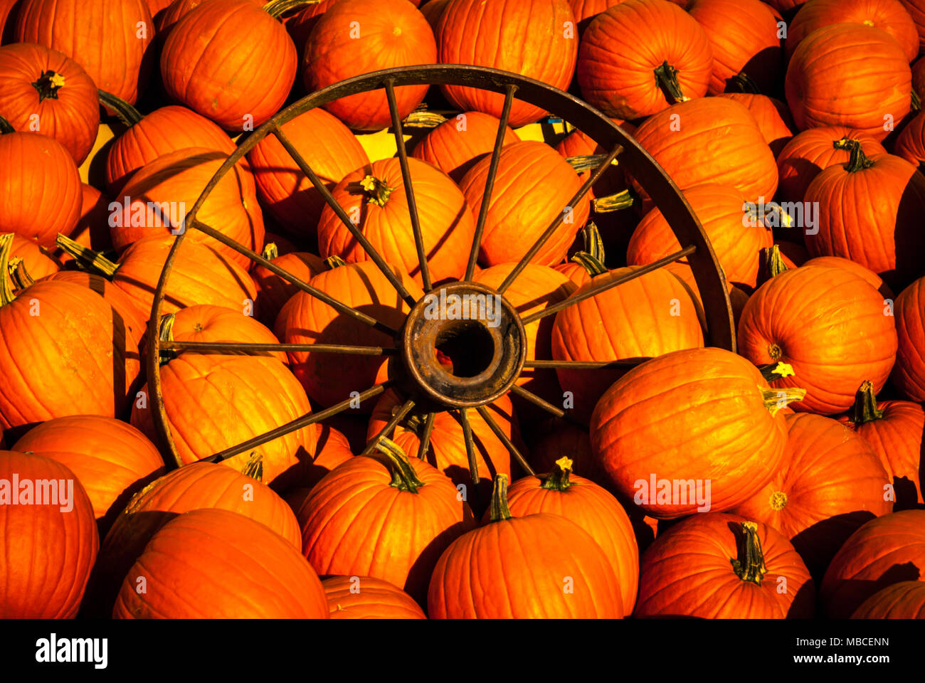 Old rusty wagon wheel in a patch of pumpkins around halloween Stock Photo