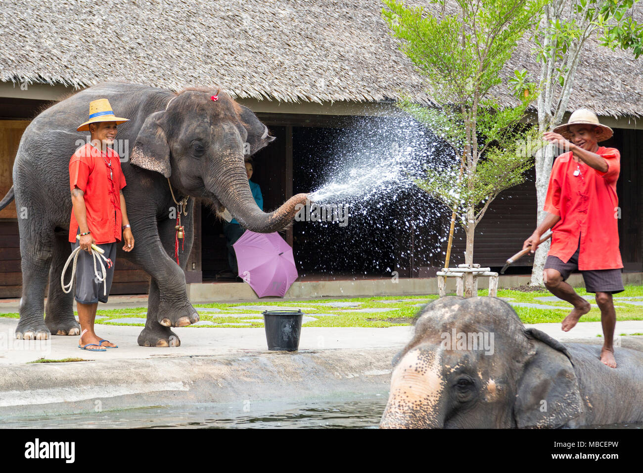 Elephant show at Rose Garden, Nakhon Pathom, Bangkok Stock Photo