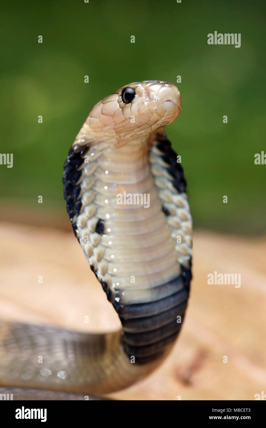 Monocled cobra Naja kaouthia Stock Photo