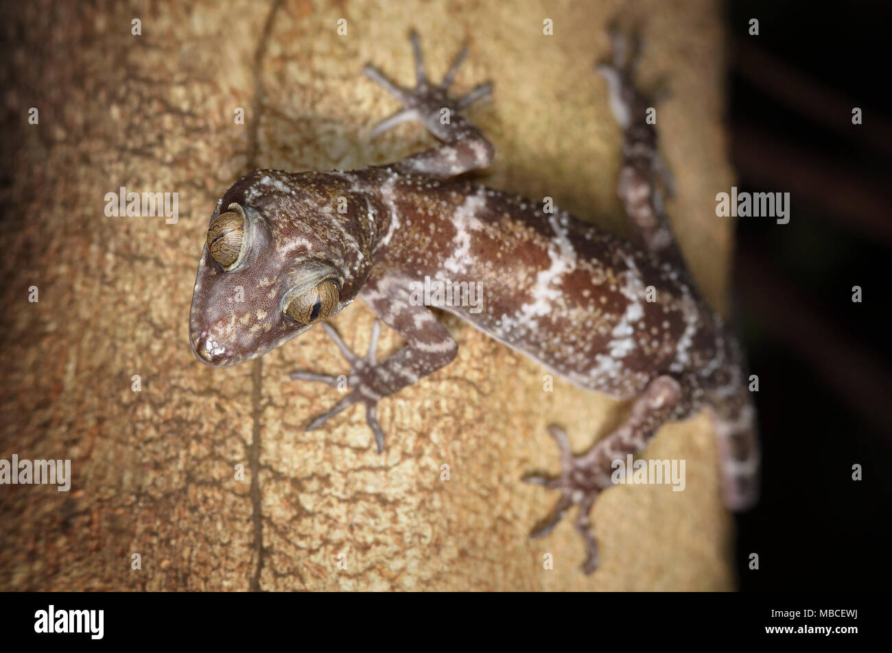 Sabah bow fingered gecko Cyrtodactylus ingeri Stock Photo