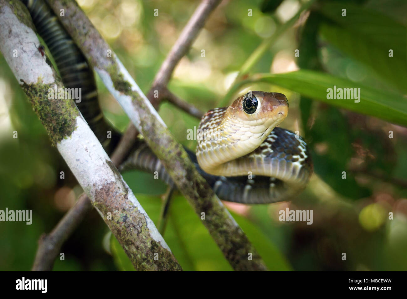 Keeled rat snake Ptyas carinata Stock Photo - Alamy