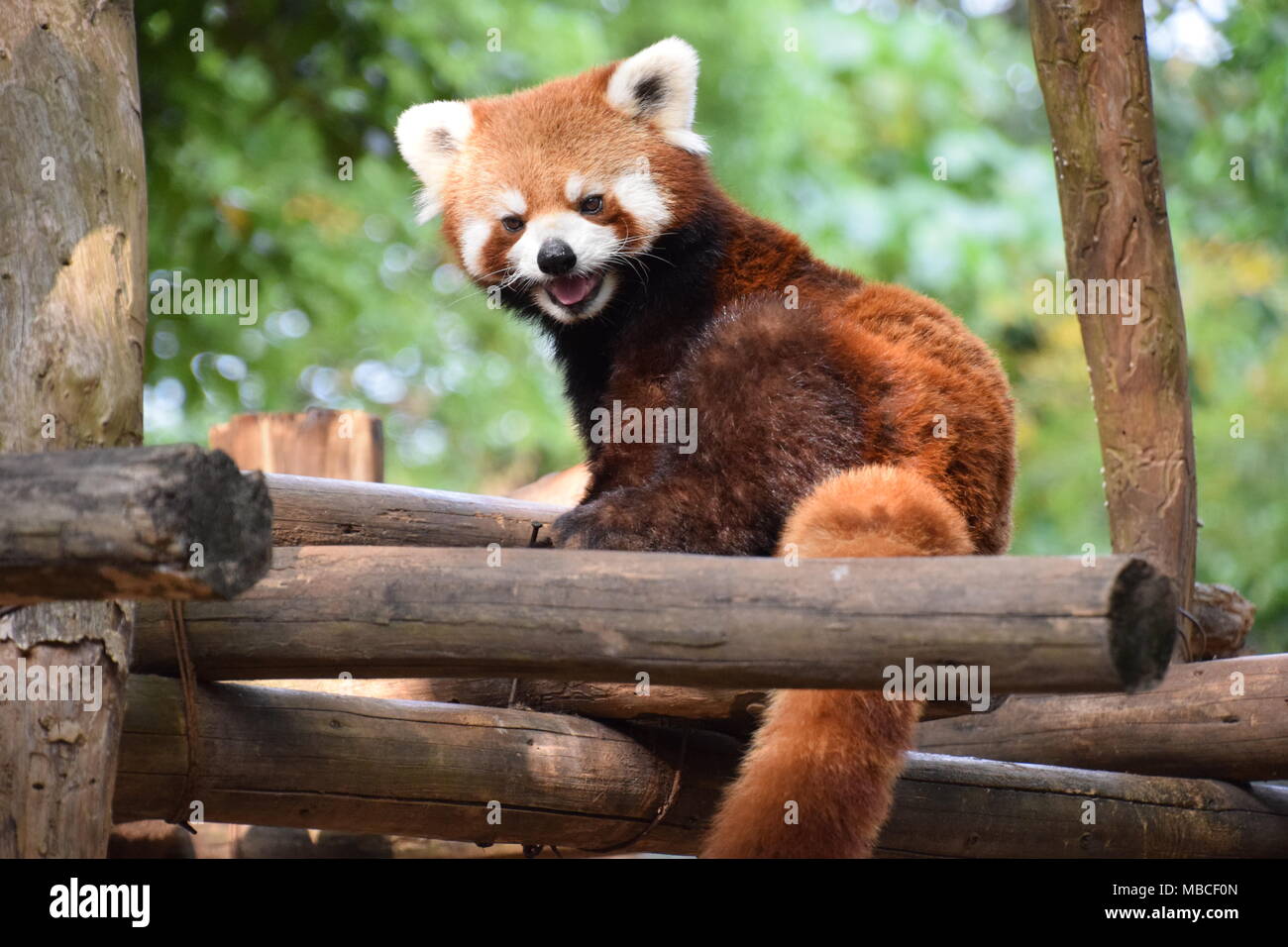Playful Red Panda In China Stock Photo