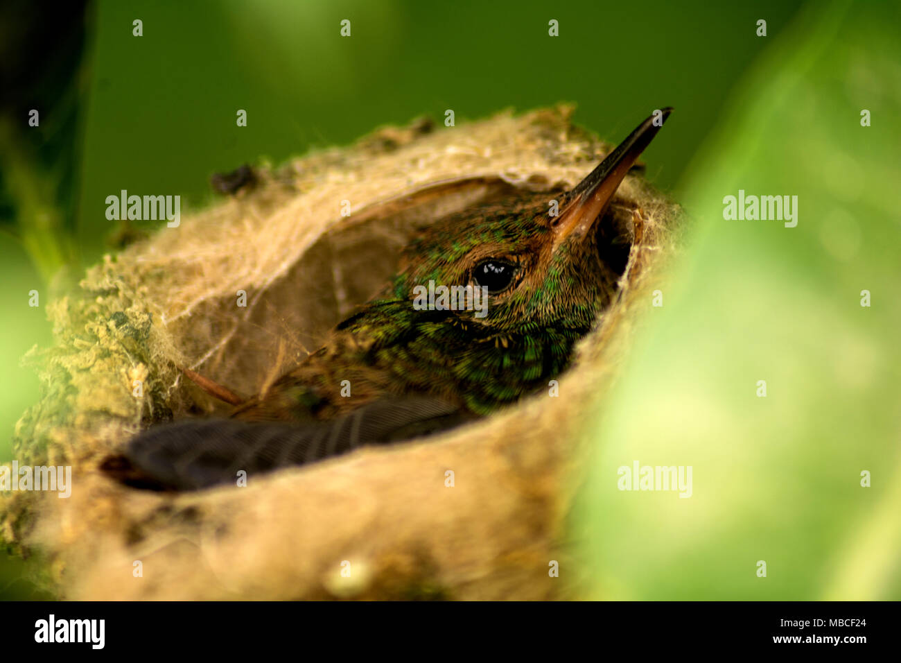 Baby humminbird, just  before it took  first flight. Bird resting in nest, looking at you Stock Photo