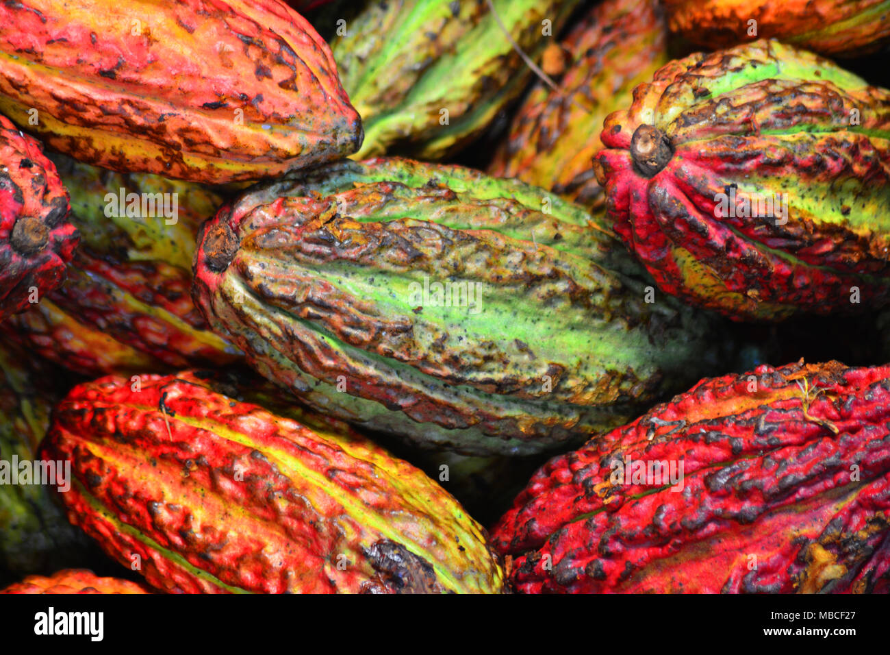 Cacao shell hires stock photography and images Alamy